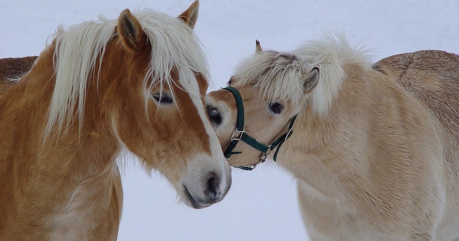 Zwei Pferde im Schnee schmusen