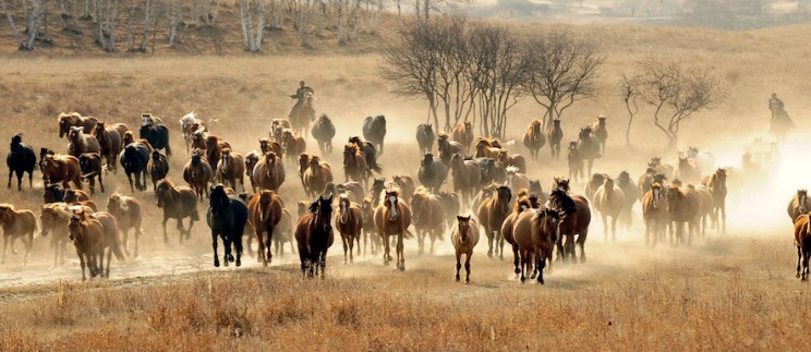 Wildpferde mit Cowboys